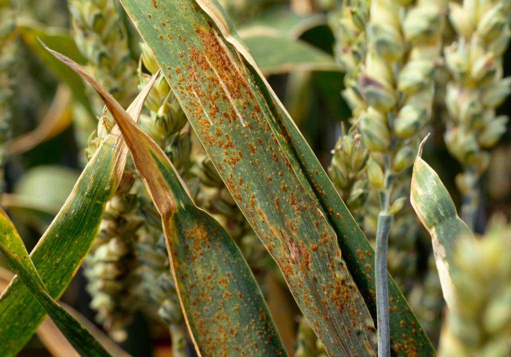 Бурая листовая ржавчина пшеницы — Агрохиминвест-НН